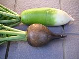 11,04 kurodaikon.JPG